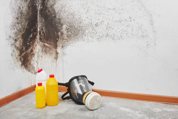 Best Attic Mold Removal  in Jamesburg, NJ