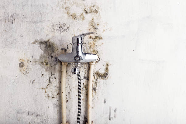 Best Mold Testing  in Jamesburg, NJ