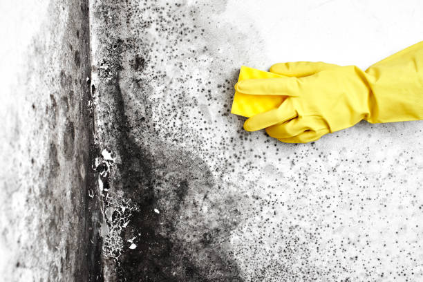 Best Mold Removal Near Me  in Jamesburg, NJ