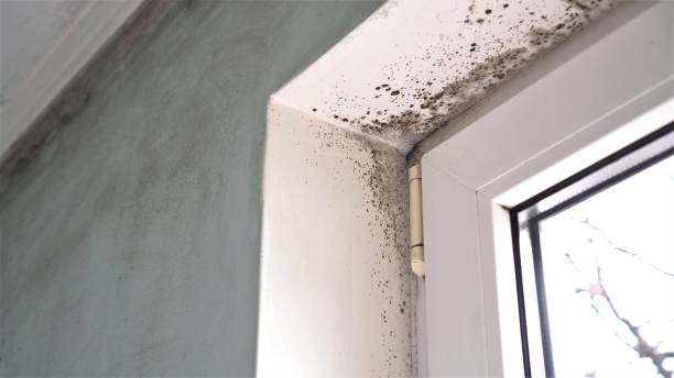 Best Black Mold Removal  in Jamesburg, NJ