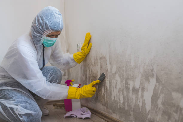 Best Toxic Mold Removal  in Jamesburg, NJ