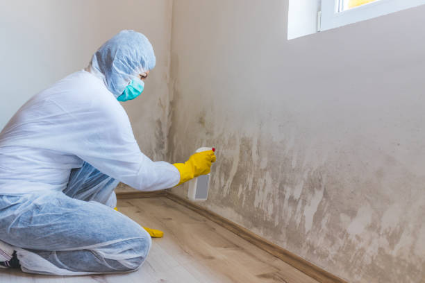 Mold Removal and Inspection in Jamesburg, NJ