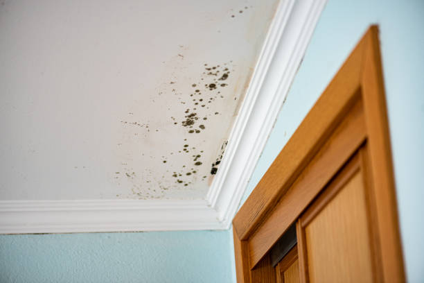 Home Mold Removal in Jamesburg, NJ