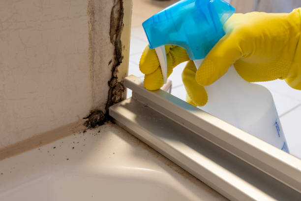 Office Mold Removal Services in Jamesburg, NJ