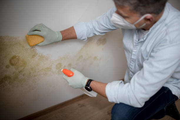 Jamesburg, NJ Mold Removal Company