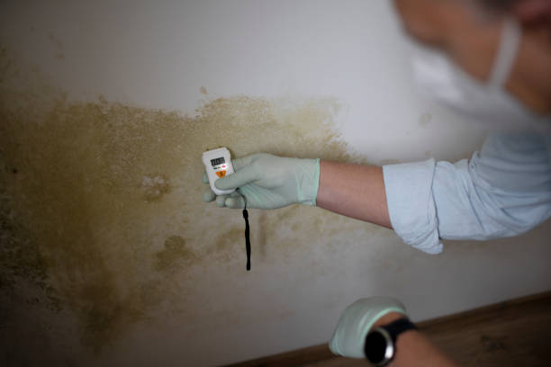 Best Residential Mold Removal  in Jamesburg, NJ