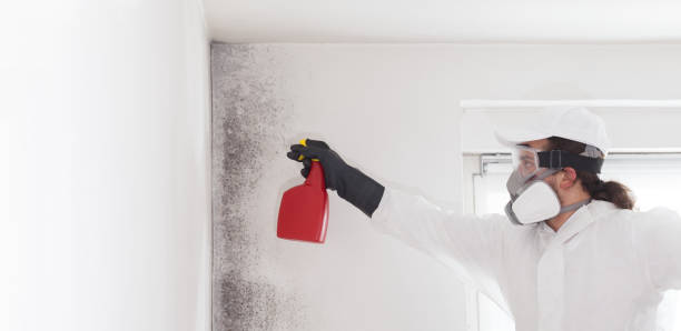 Best Certified Mold Removal  in Jamesburg, NJ