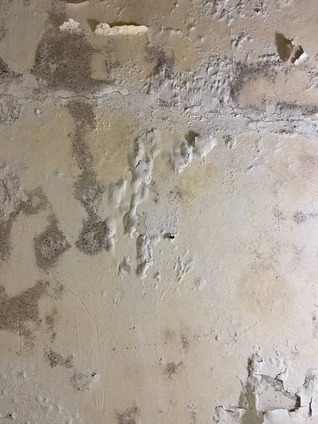 Best Mold Cleaning Services  in Jamesburg, NJ