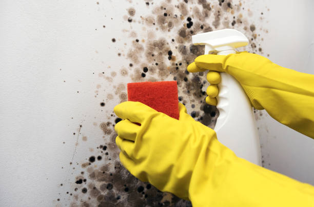 Best Commercial Mold Removal  in Jamesburg, NJ