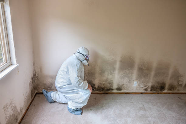 Best Mold Testing  in Jamesburg, NJ