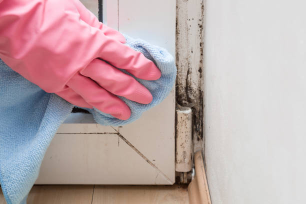 Best Home Mold Removal  in Jamesburg, NJ