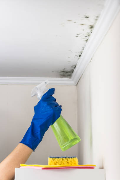 Best Mold Damage Repair  in Jamesburg, NJ